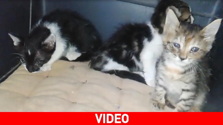 Τρία γατάκια αναζητούν σπίτι