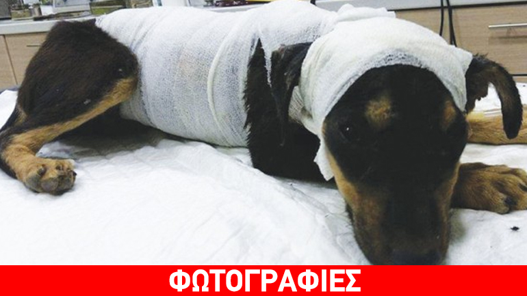 Ρόδος: Βασάνισαν άγρια σκύλο και του έβαλαν φωτιά!