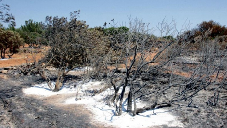 Επτά τόνους λιγότερη μαστίχα θα βγάλει φέτος η Χίος