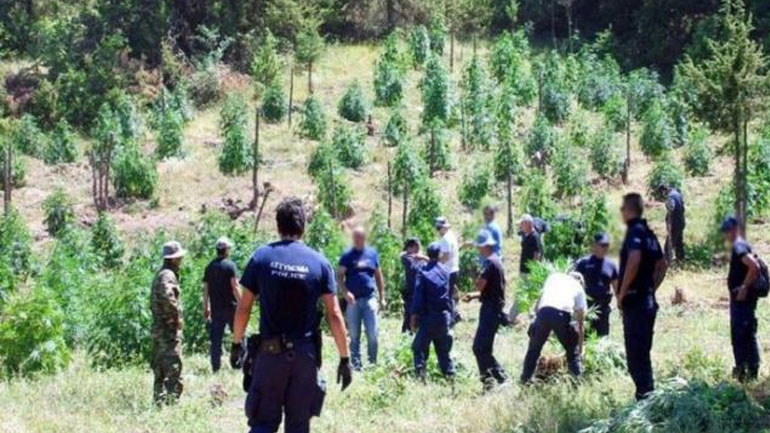 Φυτεία κάνναβης εντοπίστηκε σε δασική περιοχή της Καλαμάτας