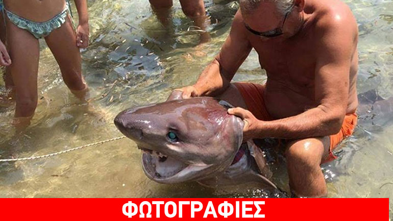 Πύργος: Καρχαρίες βγήκαν στη στεριά