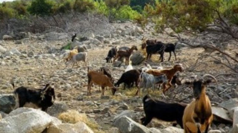 Ρόδος: Συνεχίζει τις προσπάθειες για την ανεξέλεγκτη βόσκηση ο Δήμος
