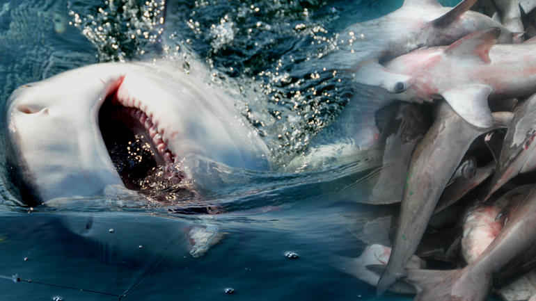 Προσοχή! Κινδυνεύουν…