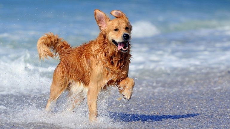 «Ελευθέρας» για σκύλους σε ακτές κοντά στη Θεσσαλονίκη