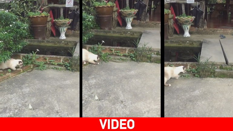 Το παιχνίδι της γάτας με το… φίδι!