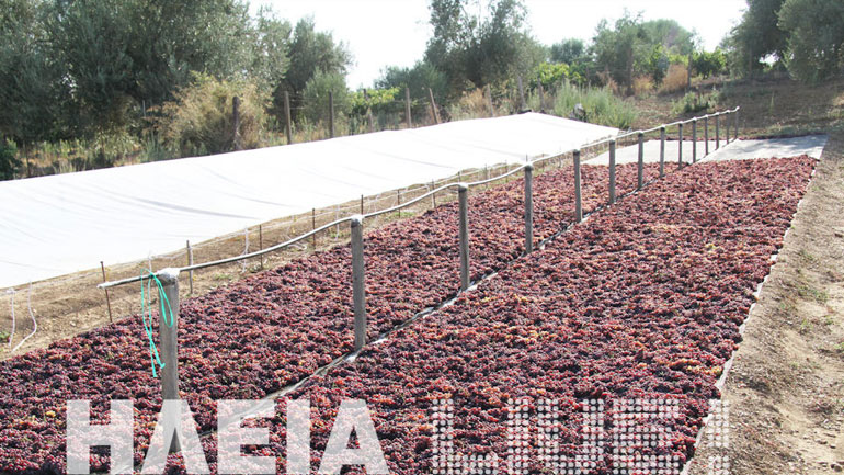 Ηλεία: Πρώτη νίκη για τους σταφιδοπαραγωγούς