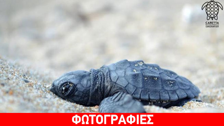 Τα πρώτα χελωνάκια του Εθνικού Πάρκου Κοτυχίου-Στροφυλιάς