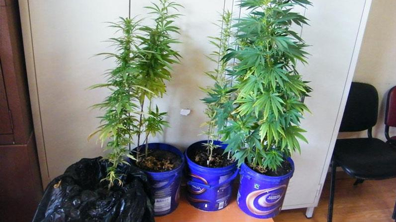 Κρήτη: Είχε στην αυλή του δενδρύλλια κάνναβης