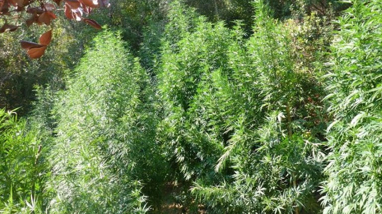 Χανιά: Σύλληψη 59χρονου για καλλιέργεια δενδρυλλίων κάνναβης