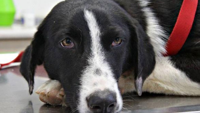 Έβρος: Σύλληψη 88χρονου για θανάτωση σκύλου