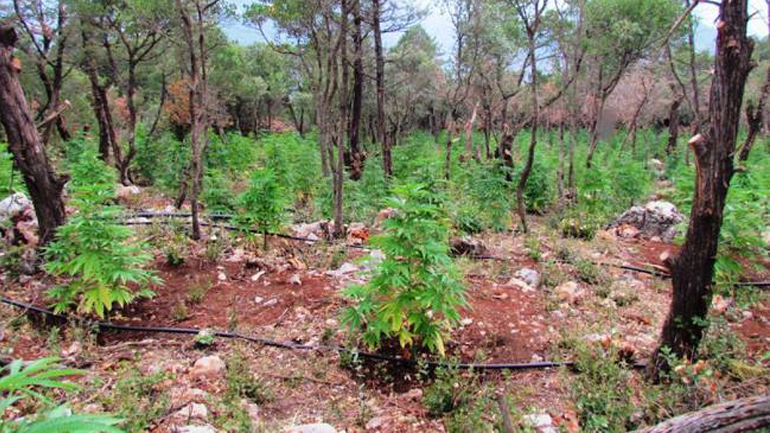 Ηλεία: Φυτεία με 51 δενδρύλλια κάνναβης εντοπίστηκε στην Ωλένη