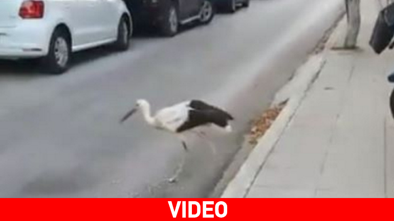 Πρέβεζα: Πελαργός κάνει βόλτα σε δρόμο της Φιλιππιάδας…