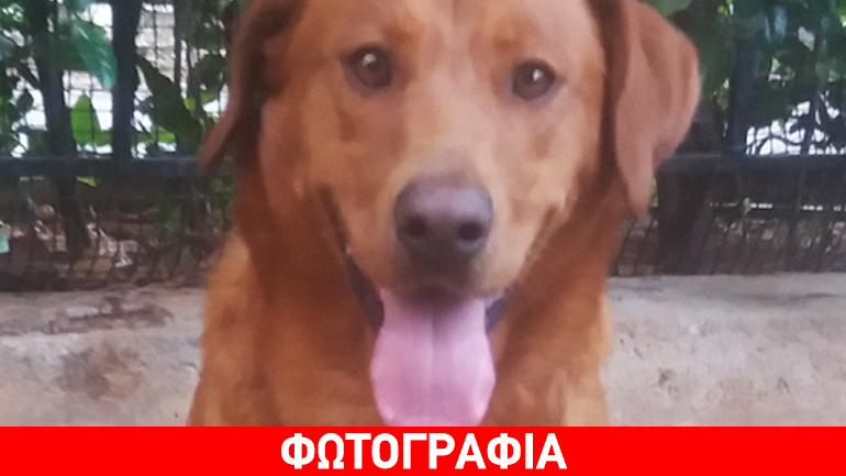 Περιφέρεται στα Βριλήσσια – Μήπως τον χάσατε…;