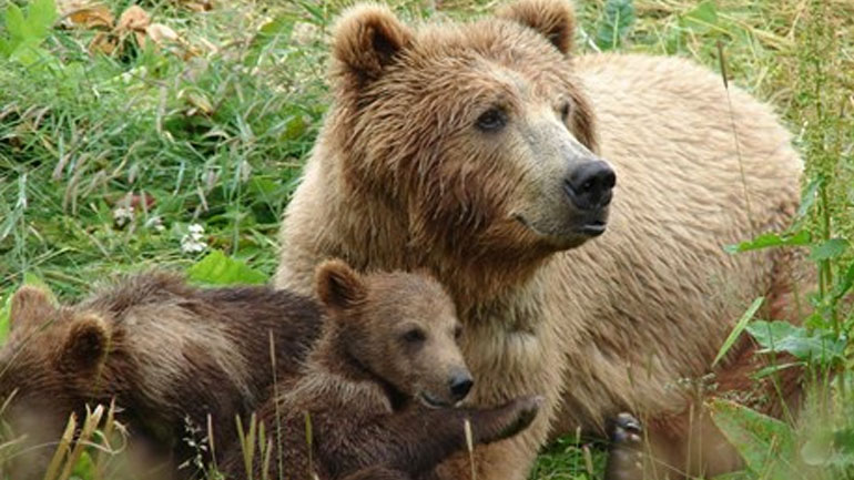 Εορδαία: Οι αρκούδες κάνουν βόλτες σε ορεινούς οικισμούς