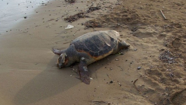 Nεκρή χελώνα Καρέτα- Καρέτα εντοπίστηκε στη Σαλαμίνα