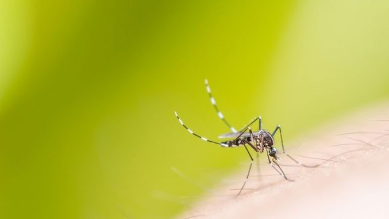 ΙΣΑ: Ανεπαρκή τα προγράμματα καταπολέμησης των κουνουπιών