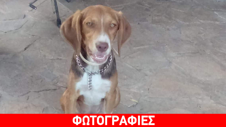 Δώστε μια ευκαιρία στη μικρή Μιλού