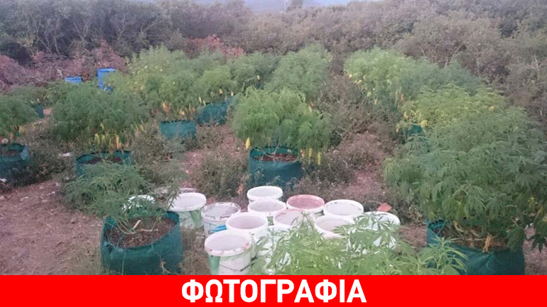 Δάσος… κάνναβης στην Καβάλα