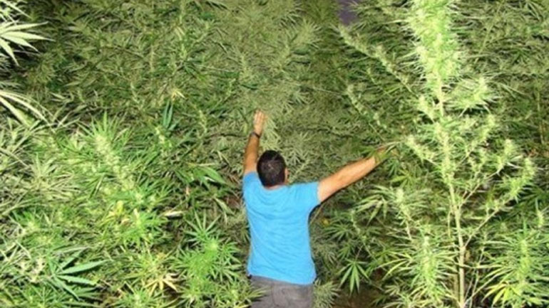 Ηλεία: Συνελήφθη για καλλιέργεια δενδρυλλίων κάνναβης