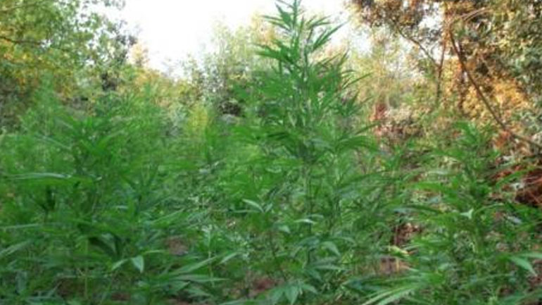 Αίγιο:  Εντοπίστηκαν 450 δενδρύλια κάνναβης στο δάσος και αναζητούνται οι καλλιεργητές
