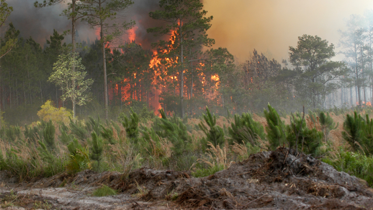 Στις φλόγες δασική έκταση στην Κάρυστο