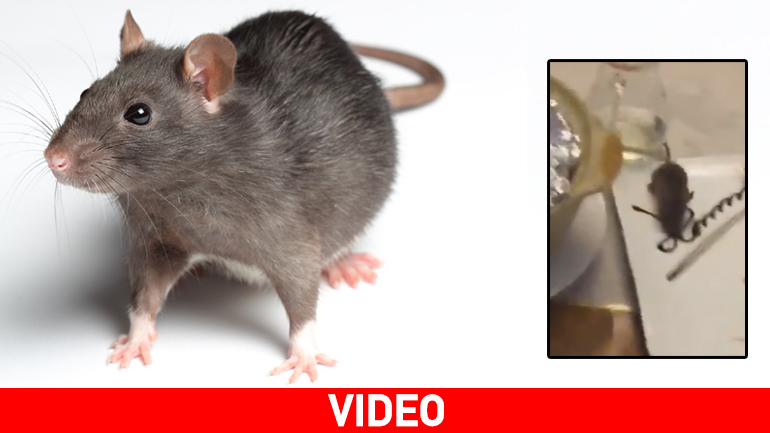 Το γεύμα είχε και… ποντικό!