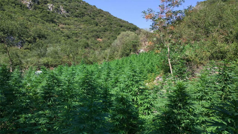 Λακωνία: Κατασχέθηκαν 2.103 δενδρύλλια κάνναβης σε δασική περιοχή
