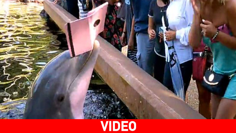 Θαρραλέο δελφίνι μας δείχνει γιατί δεν πρέπει να χρησιμοποιούμε το iPad σαν κάμερα!