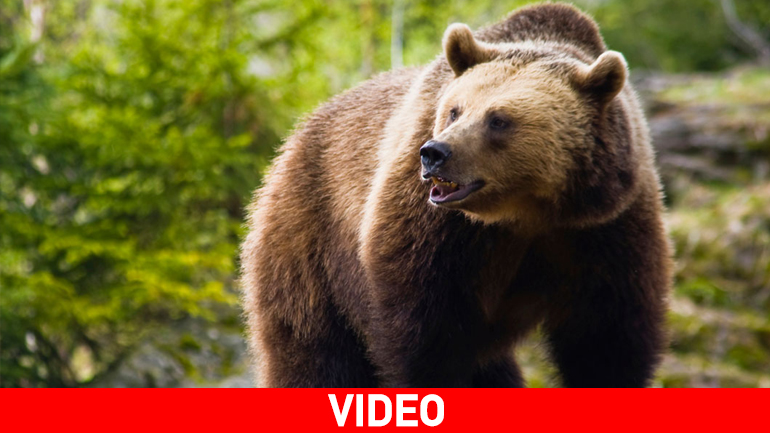 Τρίκαλα: Αρκούδα εμφανίστηκε στον δρόμο