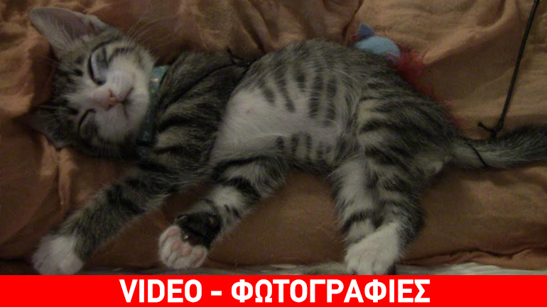 Υιοθετήστε τον γατο-μπόμπιρα Χάρη!