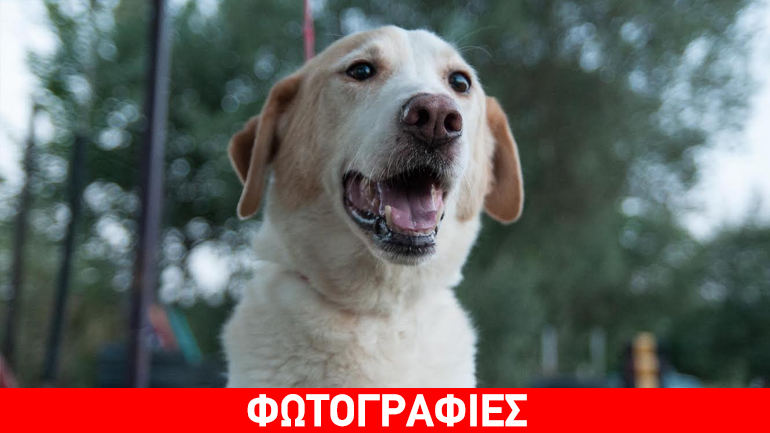 Ο Λεύκανδρος αναζητεί το δικό του σπίτι!