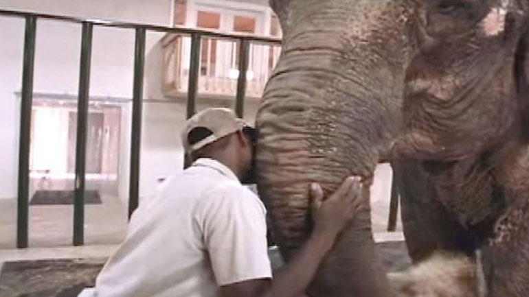 Μπαγκλαντές: Εκατοντάδες χωρικοί βούτηξαν σε βάλτο για να σώσουν ελεφαντίνα