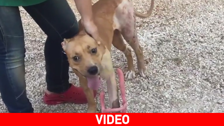 Περπατάει ξανά το σκυλάκι που το έριξαν από τον τρίτο όροφο πολυκατοικίας