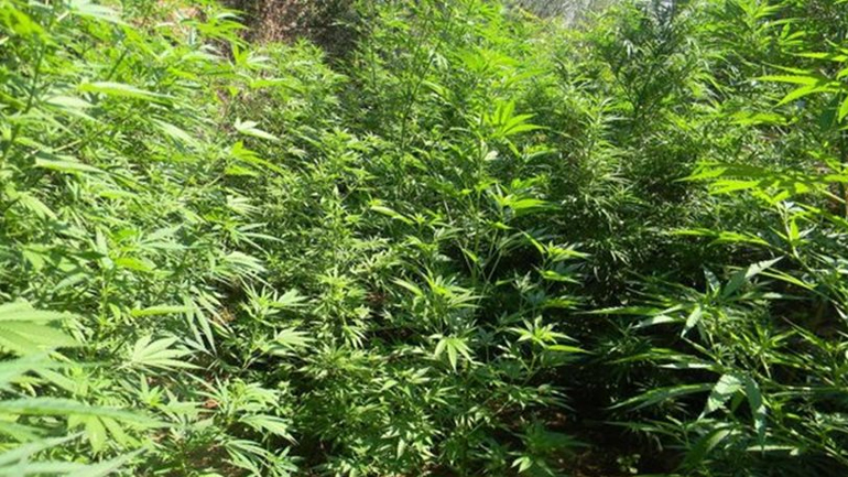 Εύβοια: Έκαναν περιπολία για τις φωτιές και έπεσαν πάνω στη χασισοφυτεία!