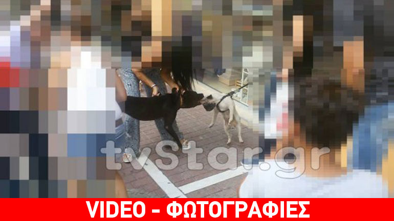 Πανικός στο κέντρο της Λαμίας από επιθετικό σκύλο – Σκληρές εικόνες