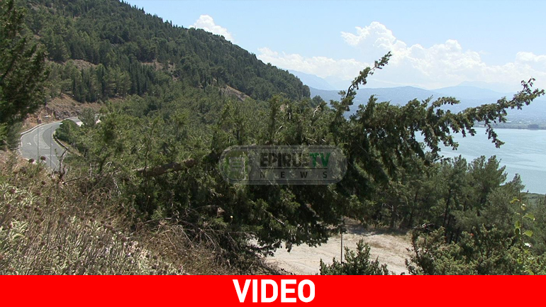 Kυπαρίσσι… κρέμεται πάνω από την Εθνική Οδό Ιωαννίνων – Τρικάλων