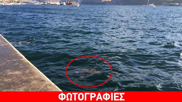 Θαλάσσιες χελώνες εμφανίστηκαν στο Αργοστόλι
