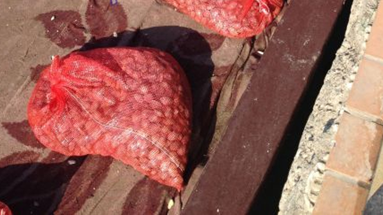 Αλεξανδρούπολη: Συλλήψεις και κατάσχεση ακατάλληλων οστράκων