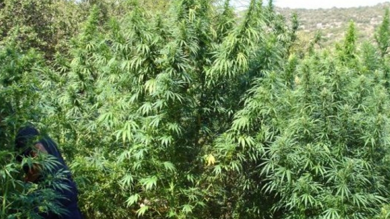 Φλώρινα: Συνελήφθη 34χρονος για καλλιέργεια δενδρυλλίων κάνναβης