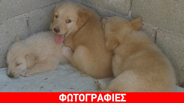 Ημίαιμα λαμπραντοράκια ψάχνουν σπίτι!