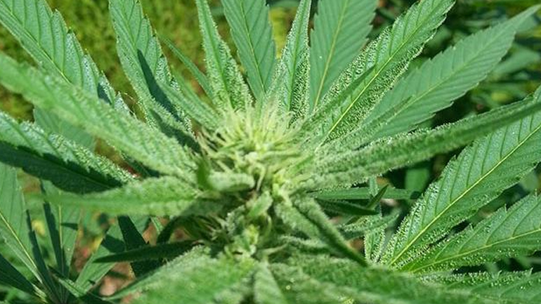 Zάκυνθος: Συνελήφθη άνδρας για διακίνηση κάνναβης