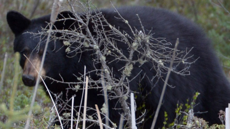 Επισκέπτης πάρκου στο Βανκούβερ πιάστηκε στα χέρια με αρκούδα και… δεν έχασε
