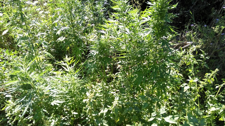 Σέρρες: Σύλληψη για φυτεία κάνναβης