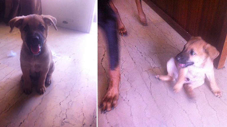 Κουταβάκι ψάχνει σπίτι!