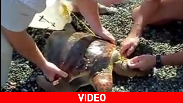 Κρητικοί διέσωσαν θαλάσσια χελώνα που εγκλωβίστηκε σε παραλία