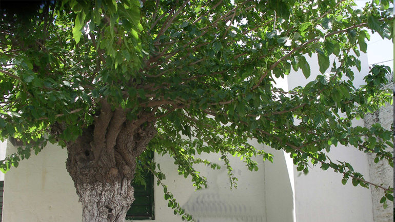 Φωκίδα: Ανέβηκε στη σκάλα να κλαδέψει τη μουριά και έχασε τη ζωή του