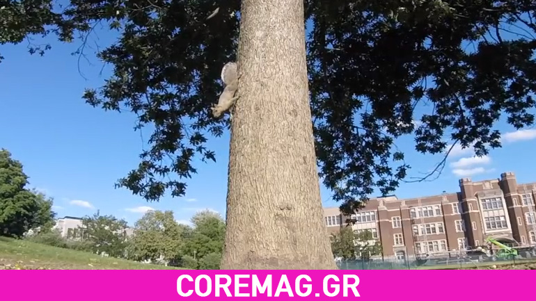 Ο σκίουρος καμεραμάν!