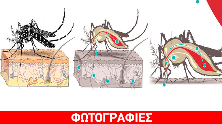 Συναγερμός στις ΗΠΑ για τον ιό Ζίκα: Πέντε κρούσματα στο Μαϊάμι – 36 στη Φλόριντα