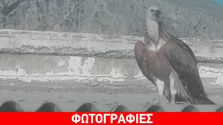 Κρήτη: Γυπαετός «ξεκουράζεται» σε ταράτσα σπιτιού