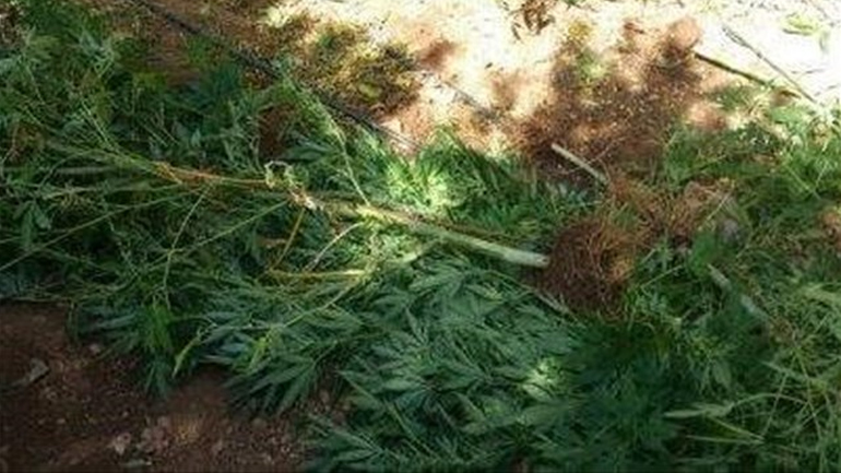 Εντοπισμός χασισοφυτείας στο Ηράκλειο – Δύο συλλήψεις